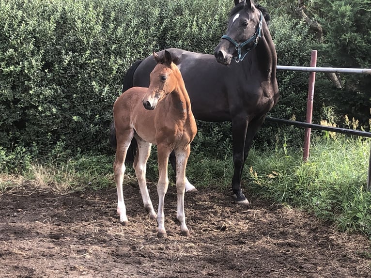 Hanovrien Jument 7 Ans 170 cm Bai brun foncé in Glaubitz