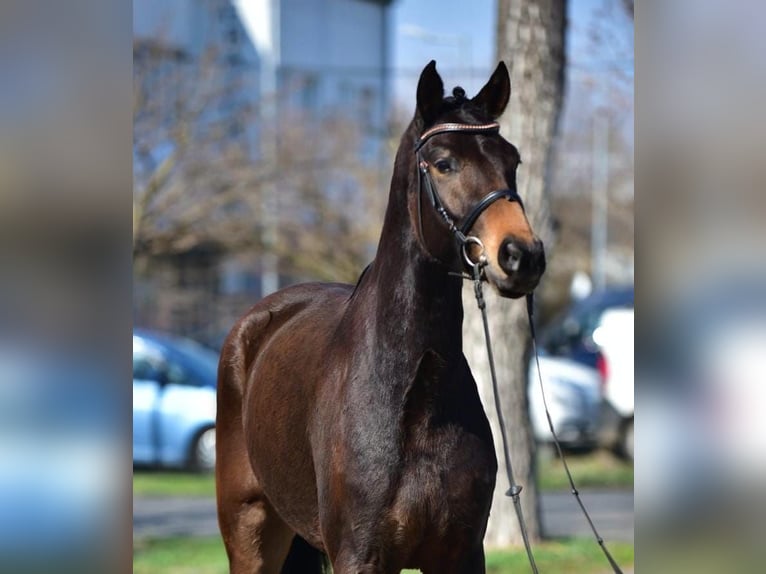 Hanovrien Jument 7 Ans 170 cm Bai in Debrecen