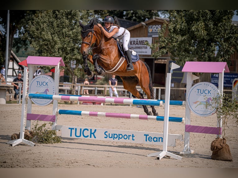 Hanovrien Jument 7 Ans 170 cm Bai in Ostercappeln