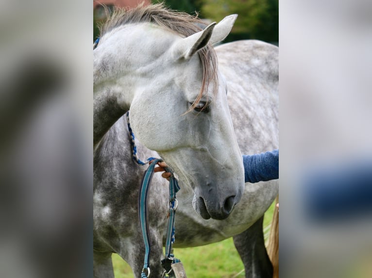 Hanovrien Jument 7 Ans 170 cm Gris pommelé in Glandorf