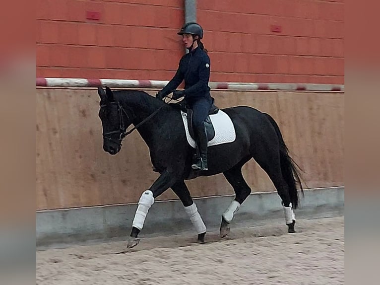 Hanovrien Jument 7 Ans 170 cm Noir in Gifhorn