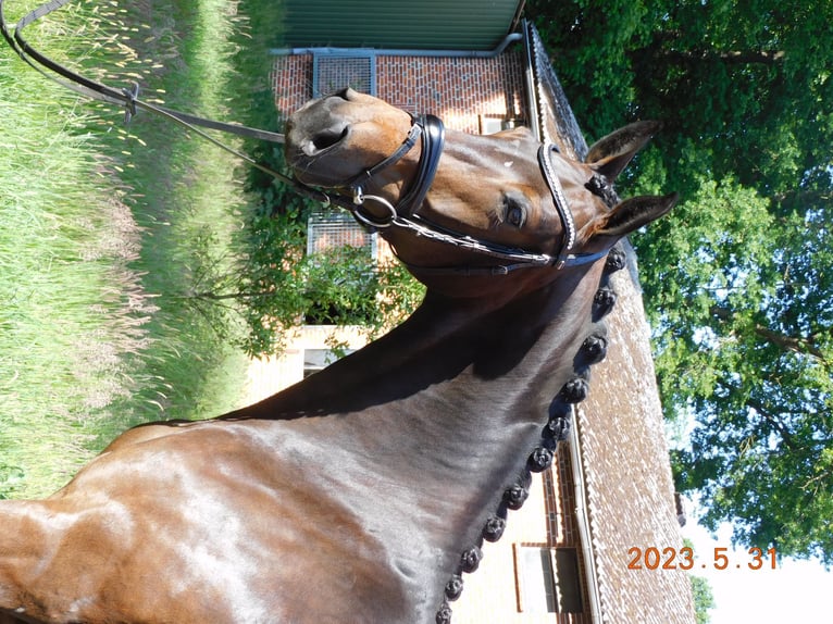 Hanovrien Jument 7 Ans 171 cm Bai in Kutenholz