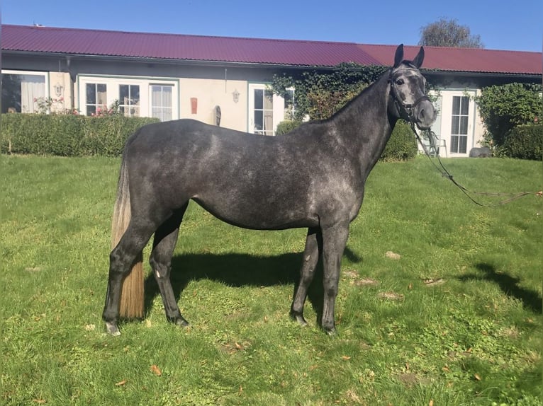 Hanovrien Jument 7 Ans 171 cm Gris in Garbek