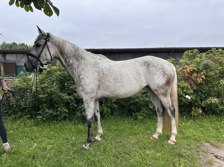 Hanovrien Jument 7 Ans 171 cm Gris pommelé in Aukrug