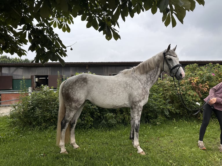 Hanovrien Jument 7 Ans 171 cm Gris pommelé in Aukrug