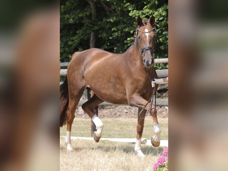 Hanovrien Jument 7 Ans 172 cm Alezan brûlé in Harmsdorf