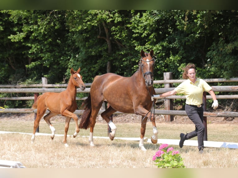 Hanovrien Jument 7 Ans 172 cm Alezan brûlé in Harmsdorf