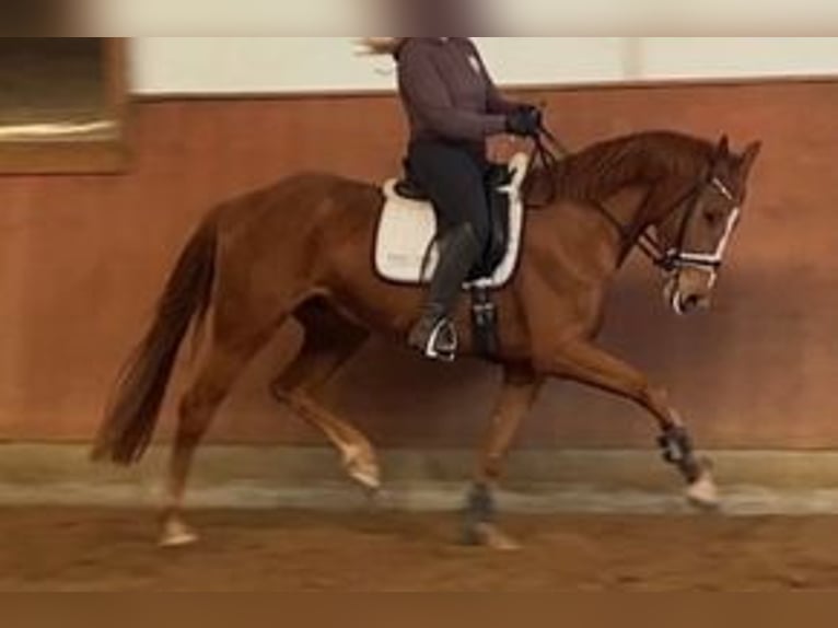 Hanovrien Jument 7 Ans 172 cm Alezan in Bad Harzburg