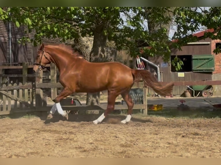 Hanovrien Jument 7 Ans 172 cm Alezan in Lüneburg