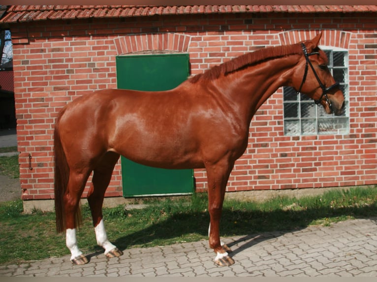 Hanovrien Jument 7 Ans 172 cm Alezan in Lüneburg