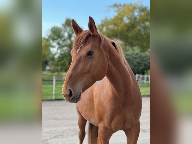 Hanovrien Jument 7 Ans 172 cm Alezan in Beverstedt