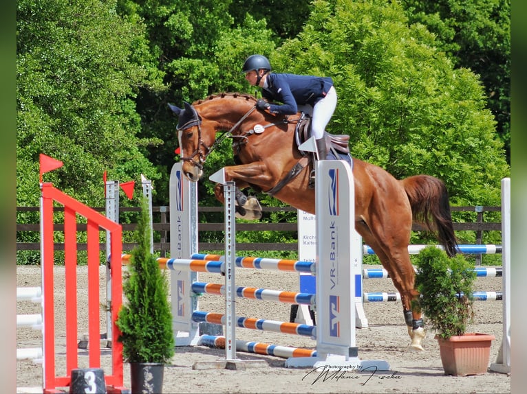 Hanovrien Jument 7 Ans 172 cm Alezan in Alheim