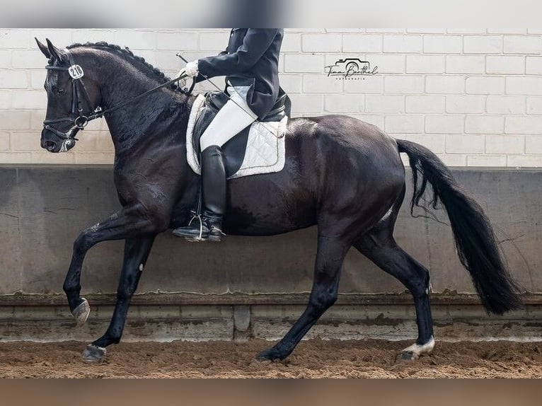 Hanovrien Jument 7 Ans 172 cm Noir in Voerde