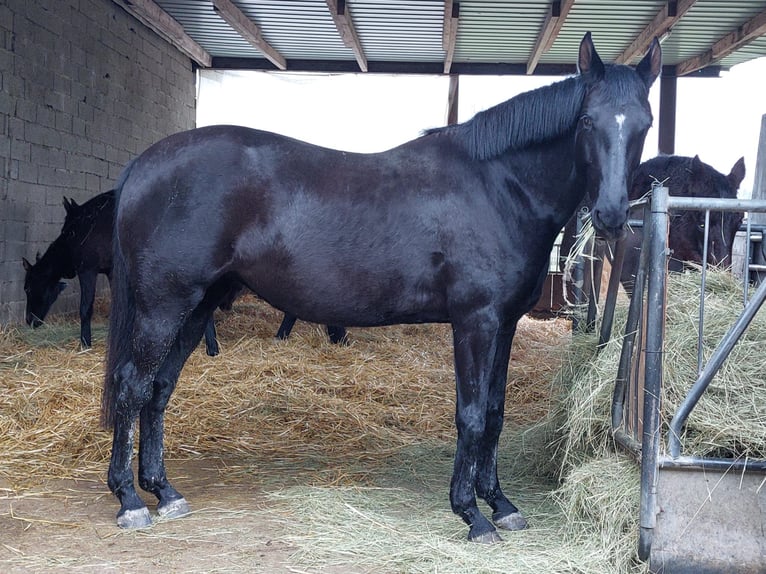 Hanovrien Jument 7 Ans 172 cm Noir in Noertzange