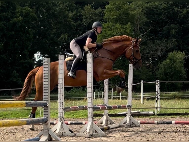 Hanovrien Jument 7 Ans 173 cm Alezan in Beverstedt