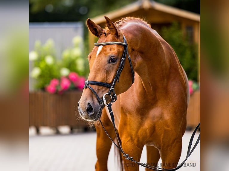 Hanovrien Jument 7 Ans 173 cm Alezan in Verden