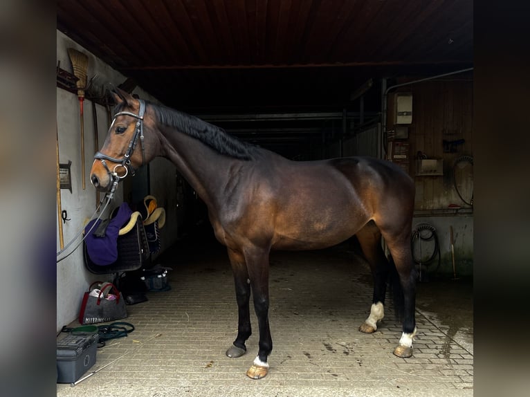 Hanovrien Jument 7 Ans 173 cm Bai brun in Augsburg