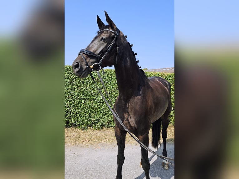 Hanovrien Jument 7 Ans 173 cm Bai brun foncé in Rottweil