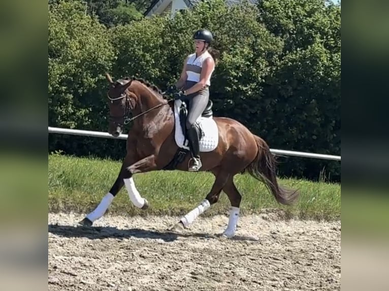 Hanovrien Jument 7 Ans 174 cm Alezan brûlé in Straubenhardt