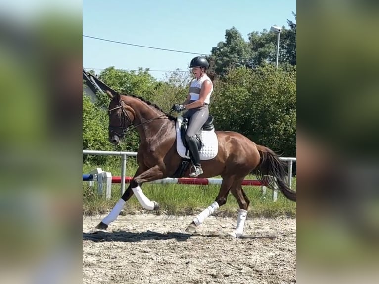 Hanovrien Jument 7 Ans 174 cm Alezan brûlé in Straubenhardt