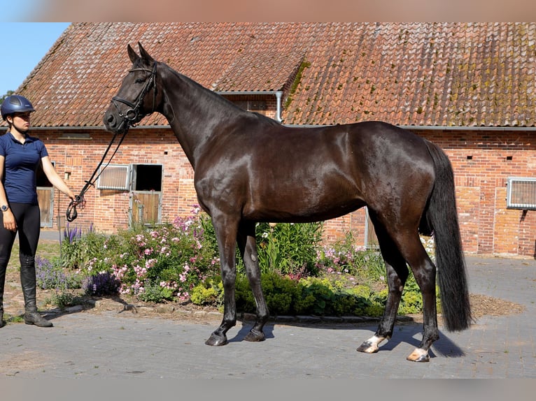 Hanovrien Jument 7 Ans 174 cm Noir in Dannenberg (Elbe) Nebenstedt