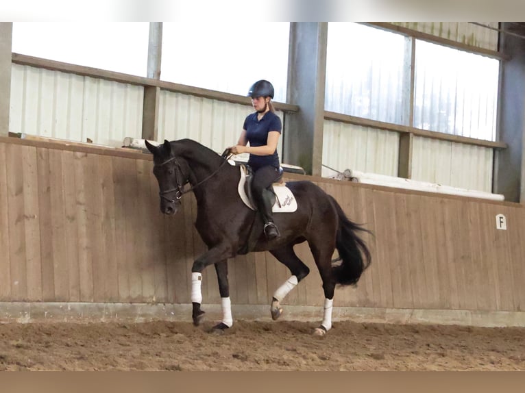 Hanovrien Jument 7 Ans 174 cm Noir in Dannenberg (Elbe) Nebenstedt