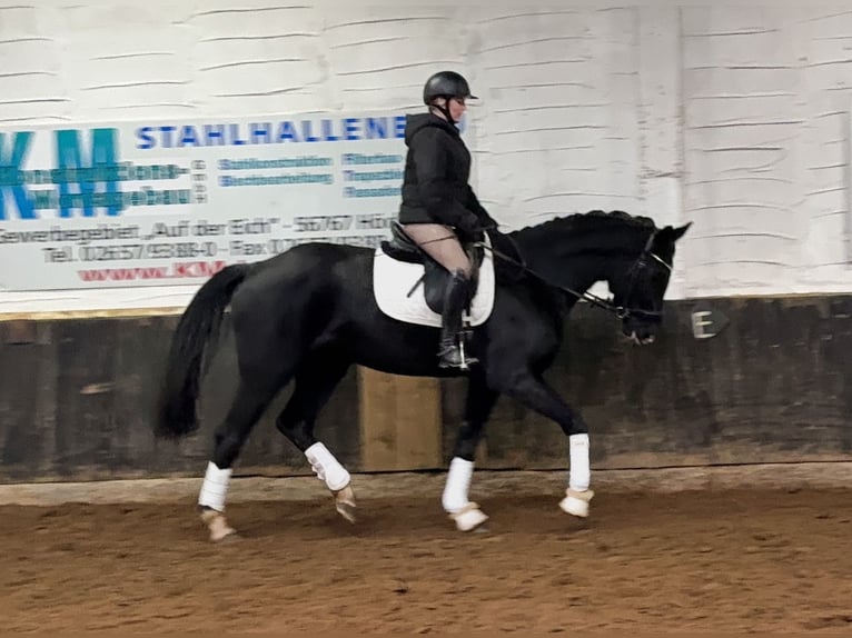 Hanovrien Jument 7 Ans 174 cm Noir in Anschau