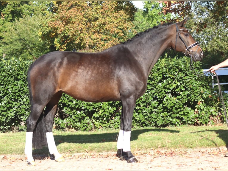 Hanovrien Jument 7 Ans 175 cm Bai brun in Selsingen