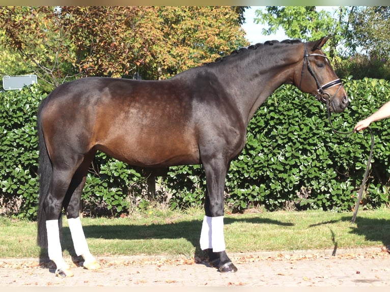 Hanovrien Jument 7 Ans 175 cm Bai brun in Selsingen