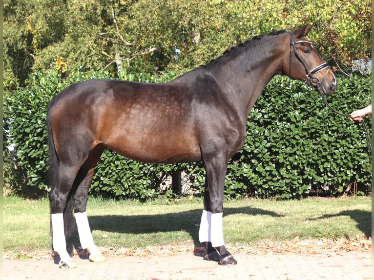 Hanovrien Jument 7 Ans 175 cm Bai brun in Selsingen