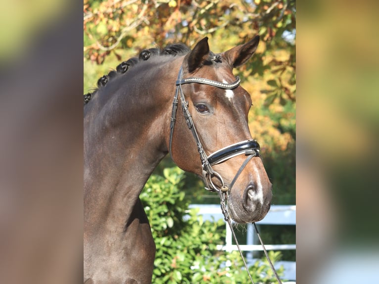 Hanovrien Jument 7 Ans 175 cm Bai brun in Selsingen