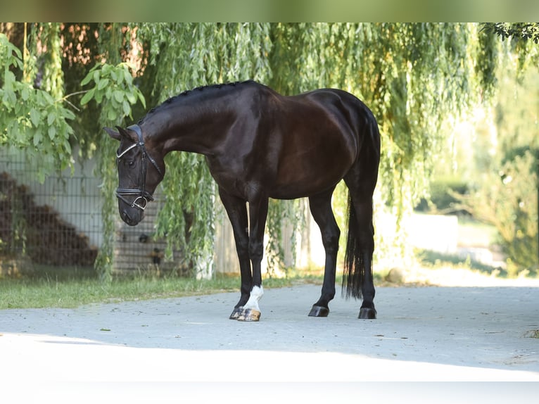 Hanovrien Jument 7 Ans 175 cm Noir in Bodenkirchen