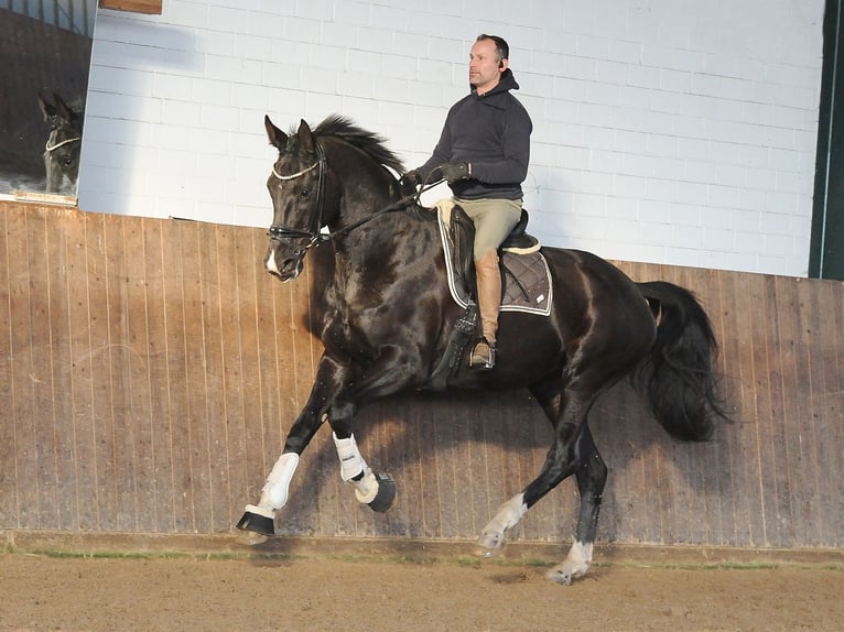 Hanovrien Jument 7 Ans 175 cm Noir in Isernhagen