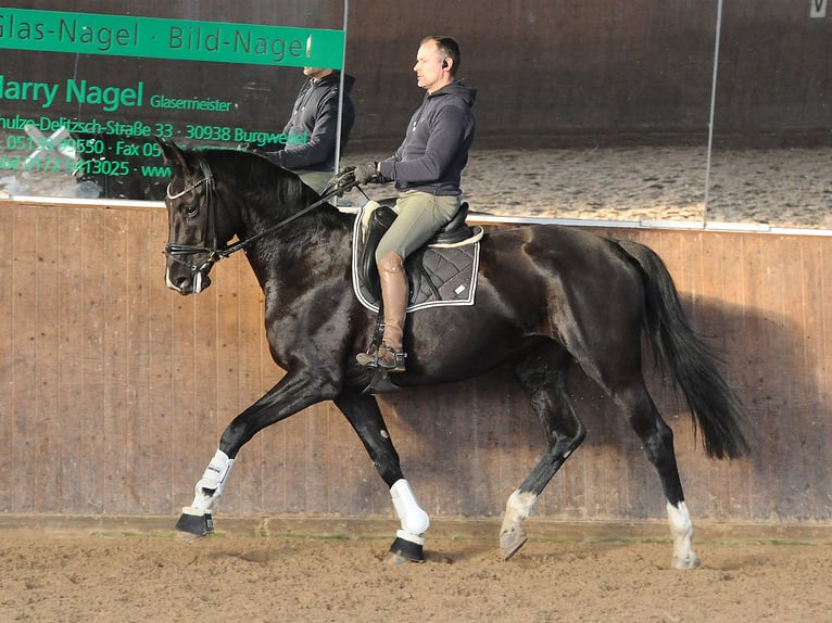 Hanovrien Jument 7 Ans 175 cm Noir in Isernhagen