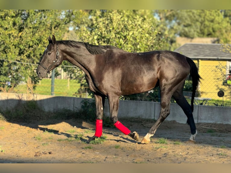 Hanovrien Jument 7 Ans 176 cm Noir in Fehrbellin