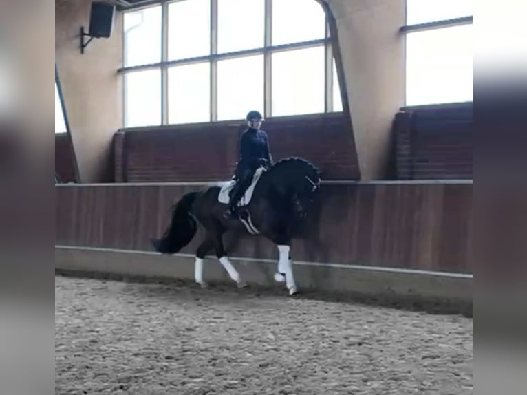 Hanovrien Jument 7 Ans 176 cm Noir in Düsseldorf