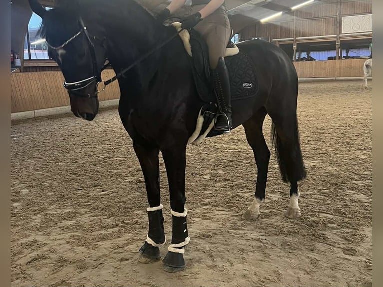 Hanovrien Jument 7 Ans 176 cm Noir in Düsseldorf