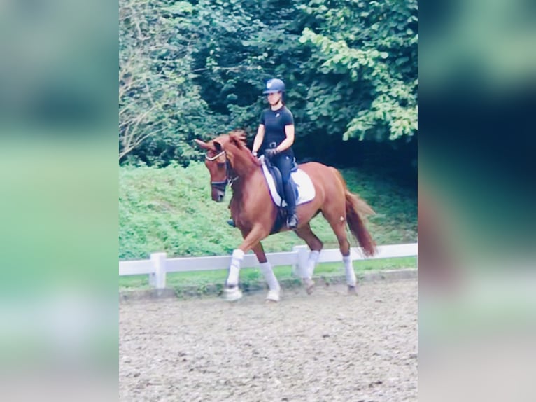 Hanovrien Jument 7 Ans Alezan in Emsdetten