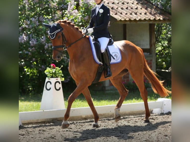 Hanovrien Jument 7 Ans Alezan in Emsdetten