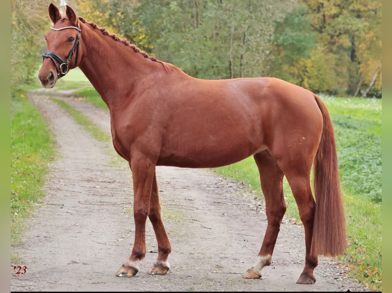 Hanovrien Jument 7 Ans Alezan in Emsdetten