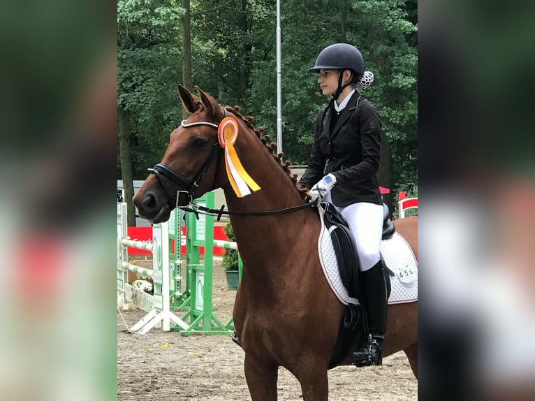 Hanovrien Jument 7 Ans Alezan in Emsdetten