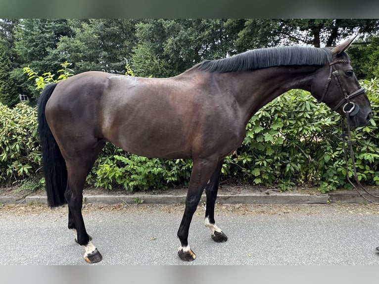 Hanovrien Jument 7 Ans Bai brun foncé in Rosengarten