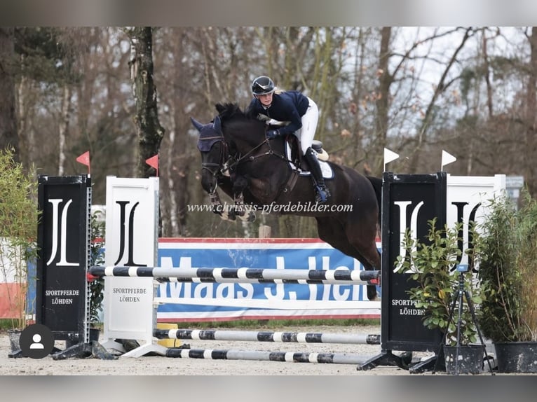 Hanovrien Jument 7 Ans Bai brun foncé in Rosengarten