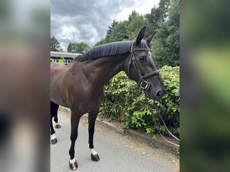 Hanovrien Jument 7 Ans Bai brun foncé in Rosengarten