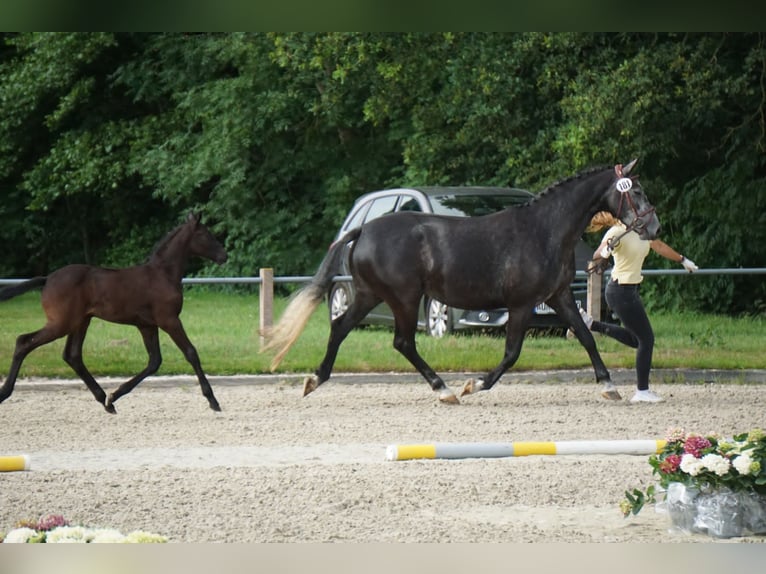 Hanovrien Jument 7 Ans Gris in Großefehn Bagband