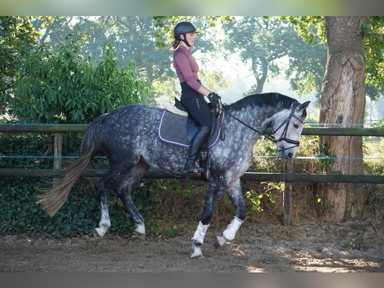 Hanovrien Jument 7 Ans Gris in Großefehn Bagband