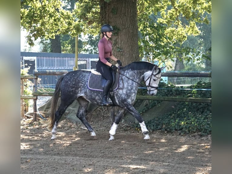 Hanovrien Jument 7 Ans Gris in Großefehn Bagband
