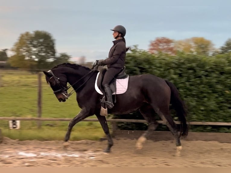 Hanovrien Jument 8 Ans 155 cm Bai brun foncé in Salzhausen