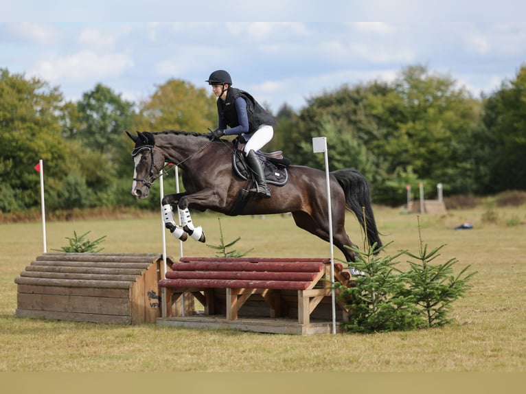 Hanovrien Jument 8 Ans 157 cm Bai brun foncé in Neum&#xFC;nster Tasdorf