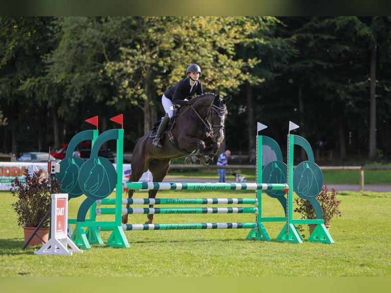 Hanovrien Jument 8 Ans 157 cm Bai brun foncé in Neum&#xFC;nster Tasdorf